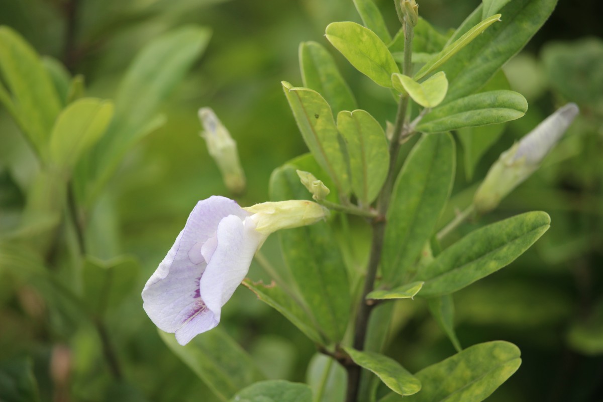 Clitoria laurifolia Poir.